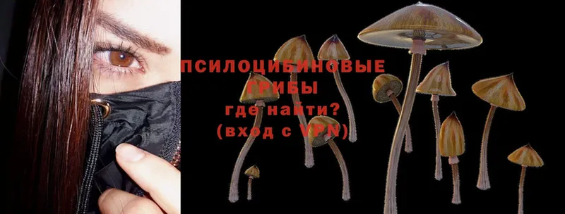 Галлюциногенные грибы Psilocybine cubensis  дарк нет какой сайт  Аткарск 